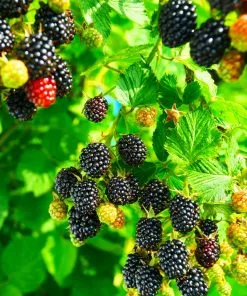 Fast Growing Trees Blackberry Bushes Kiowa Blackberry Bush 8 Fast Growing Trees Blackberry Bushes Kiowa Blackberry Bush