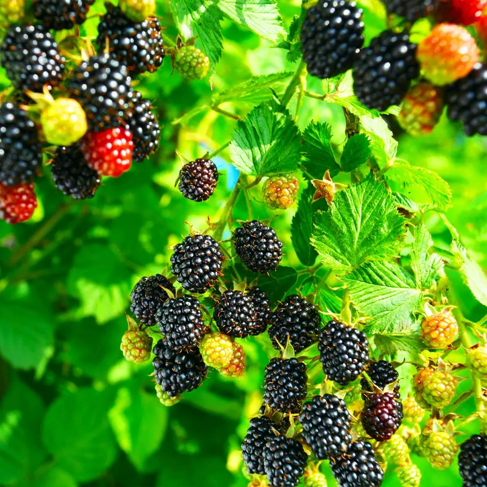 Fast Growing Trees Blackberry Bushes Kiowa Blackberry Bush 5 Fast Growing Trees Blackberry Bushes Kiowa Blackberry Bush