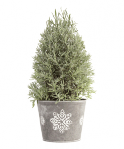 Fast Growing Trees Goodwin Creek Gray Lavender 7 Fast Growing Trees Goodwin Creek Gray Lavender