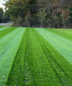 Fast Growing Trees Lesco Double Eagle Ryegrass Seed Erosion Control 8 Fast Growing Trees Lesco Double Eagle Ryegrass Seed Erosion Control