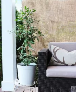 Fast Growing Trees Shop Indoor & Patio Fruit Miracle Berry Plant 10 Fast Growing Trees Shop Indoor & Patio Fruit Miracle Berry Plant