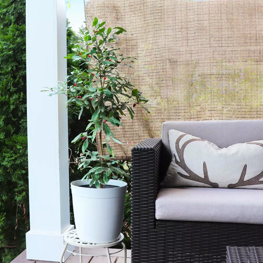 Fast Growing Trees Shop Indoor & Patio Fruit Miracle Berry Plant 6 Fast Growing Trees Shop Indoor & Patio Fruit Miracle Berry Plant