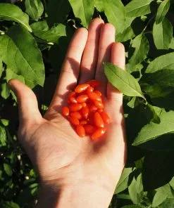 Fast Growing Trees Shop Indoor & Patio Fruit Miracle Berry Plant 9 Fast Growing Trees Shop Indoor & Patio Fruit Miracle Berry Plant