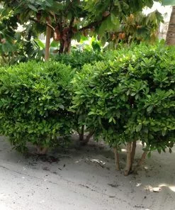 Fast Growing Trees Shop Indoor & Patio Fruit Miracle Berry Plant 11 Fast Growing Trees Shop Indoor & Patio Fruit Miracle Berry Plant