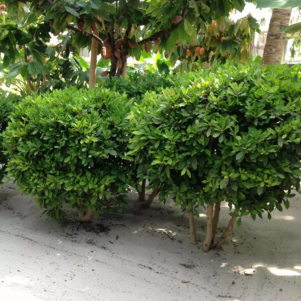 Fast Growing Trees Shop Indoor & Patio Fruit Miracle Berry Plant 7 Fast Growing Trees Shop Indoor & Patio Fruit Miracle Berry Plant