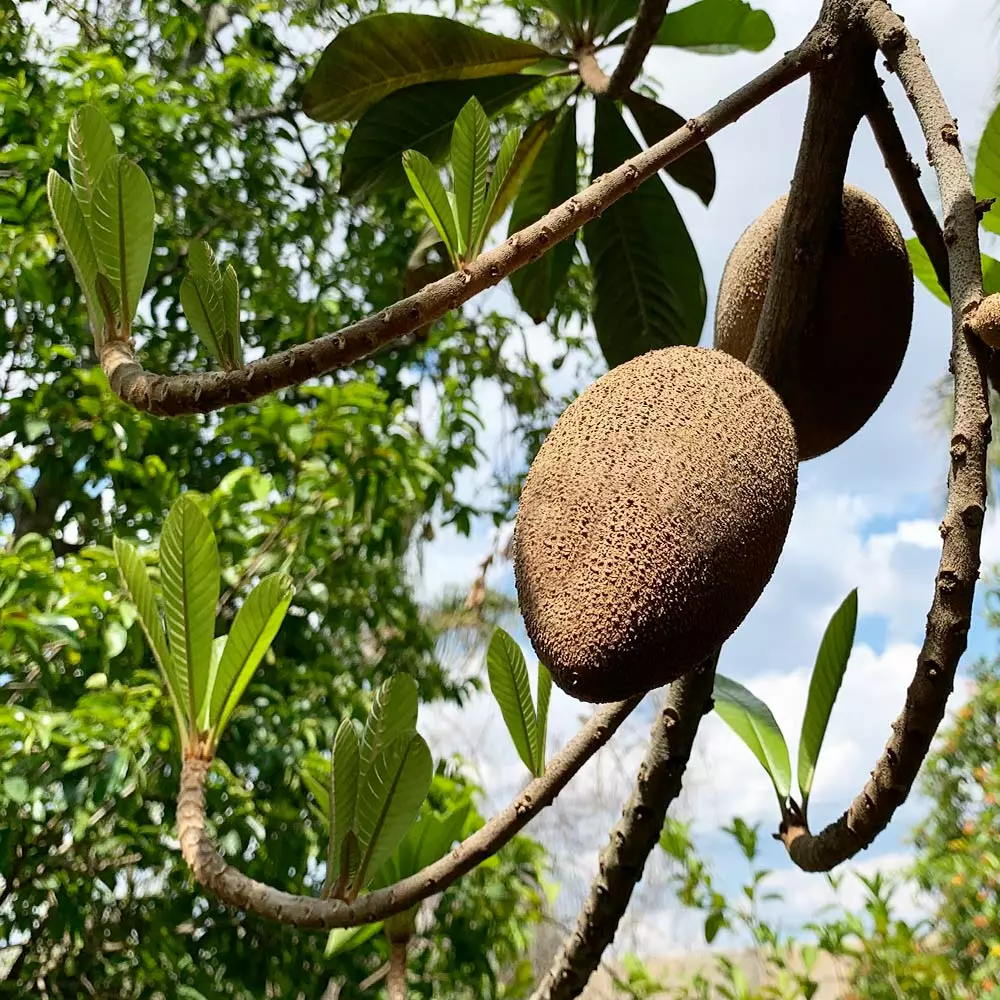 Fast Growing Trees Mamey Fruit Tree (Sapote) Tropical Fruit Trees 4 Fast Growing Trees Mamey Fruit Tree (Sapote) Tropical Fruit Trees
