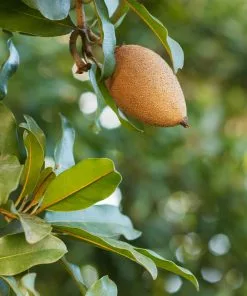 Fast Growing Trees Mamey Fruit Tree (Sapote) Tropical Fruit Trees 10 Fast Growing Trees Mamey Fruit Tree (Sapote) Tropical Fruit Trees