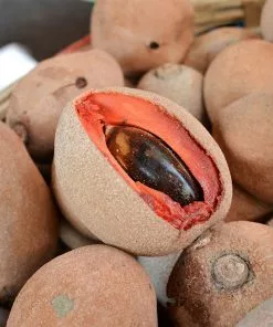 Fast Growing Trees Mamey Fruit Tree (Sapote) Tropical Fruit Trees 11 Fast Growing Trees Mamey Fruit Tree (Sapote) Tropical Fruit Trees