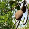 Fast Growing Trees Mamey Fruit Tree (Sapote) Tropical Fruit Trees 2 Fast Growing Trees Mamey Fruit Tree (Sapote) Tropical Fruit Trees