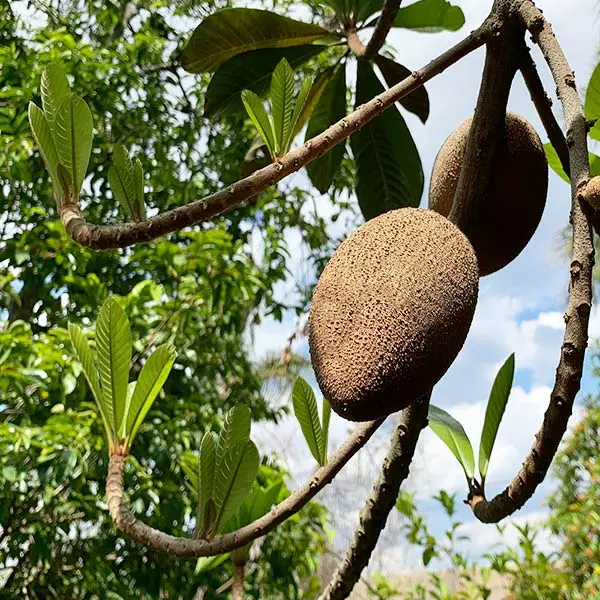Fast Growing Trees Mamey Fruit Tree (Sapote) Tropical Fruit Trees 3 Fast Growing Trees Mamey Fruit Tree (Sapote) Tropical Fruit Trees