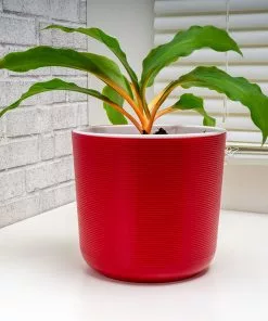 Fast Growing Trees Mandarin Plant Air Purifying House Plants