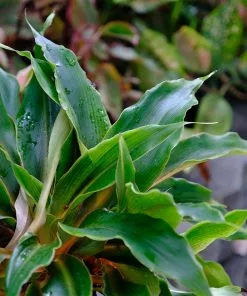 Fast Growing Trees Mandarin Plant Air Purifying House Plants 10 Fast Growing Trees Mandarin Plant Air Purifying House Plants