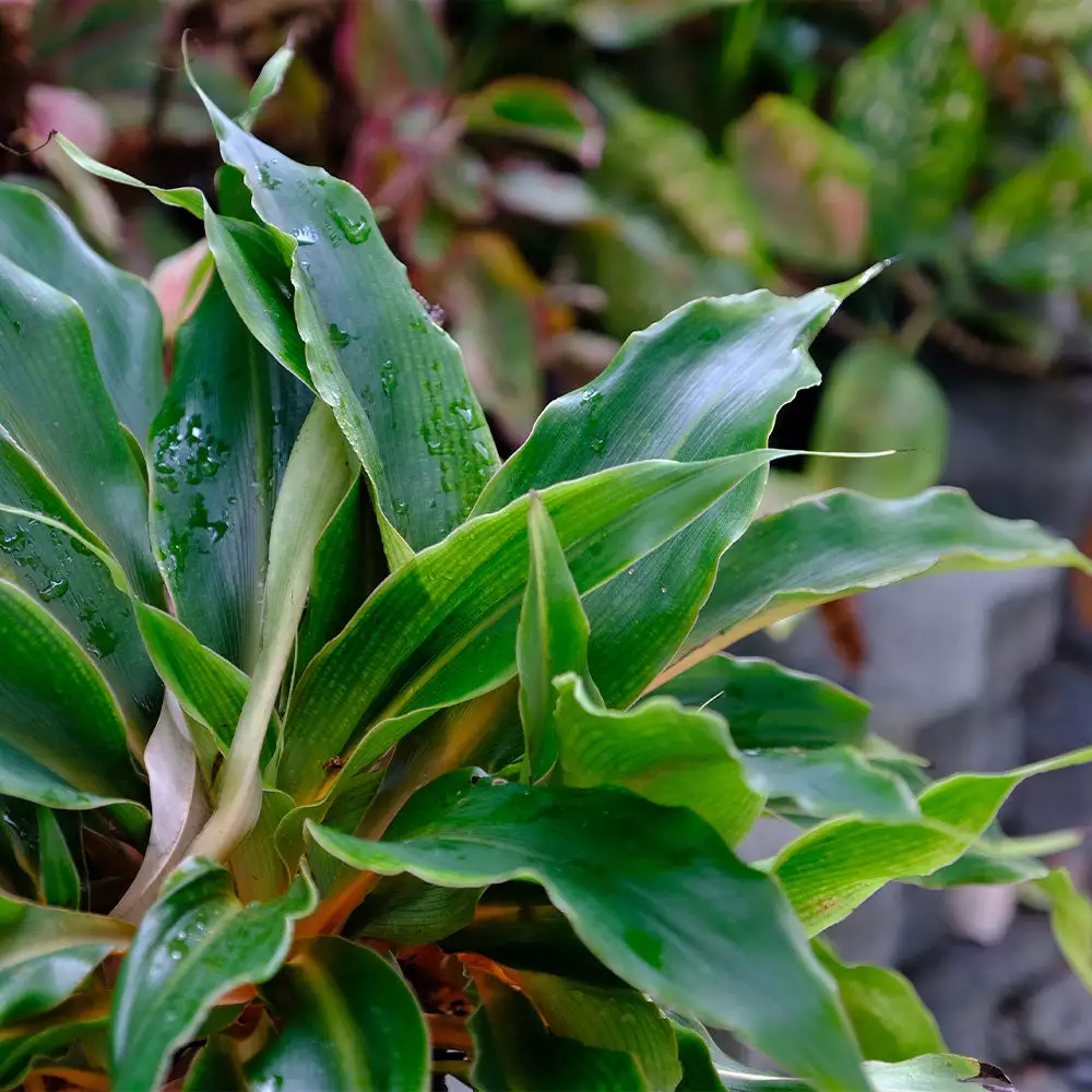 Fast Growing Trees Mandarin Plant Air Purifying House Plants 5 Fast Growing Trees Mandarin Plant Air Purifying House Plants