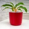 Fast Growing Trees Mandarin Plant Air Purifying House Plants 2 Fast Growing Trees Mandarin Plant Air Purifying House Plants