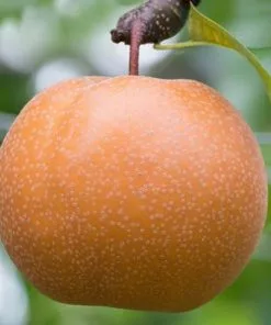 Fast Growing Trees Olympic Giant Asian Pear Tree 7 Fast Growing Trees Olympic Giant Asian Pear Tree