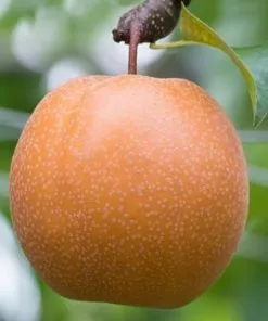 Fast Growing Trees Olympic Giant Asian Pear Tree