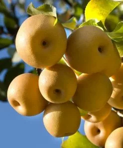 Fast Growing Trees Olympic Giant Asian Pear Tree 8 Fast Growing Trees Olympic Giant Asian Pear Tree