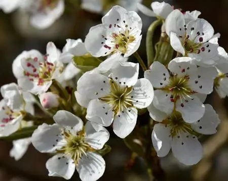Fast Growing Trees Olympic Giant Asian Pear Tree 6 Fast Growing Trees Olympic Giant Asian Pear Tree