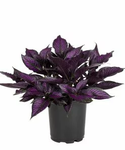 No Warranty Persian Shield