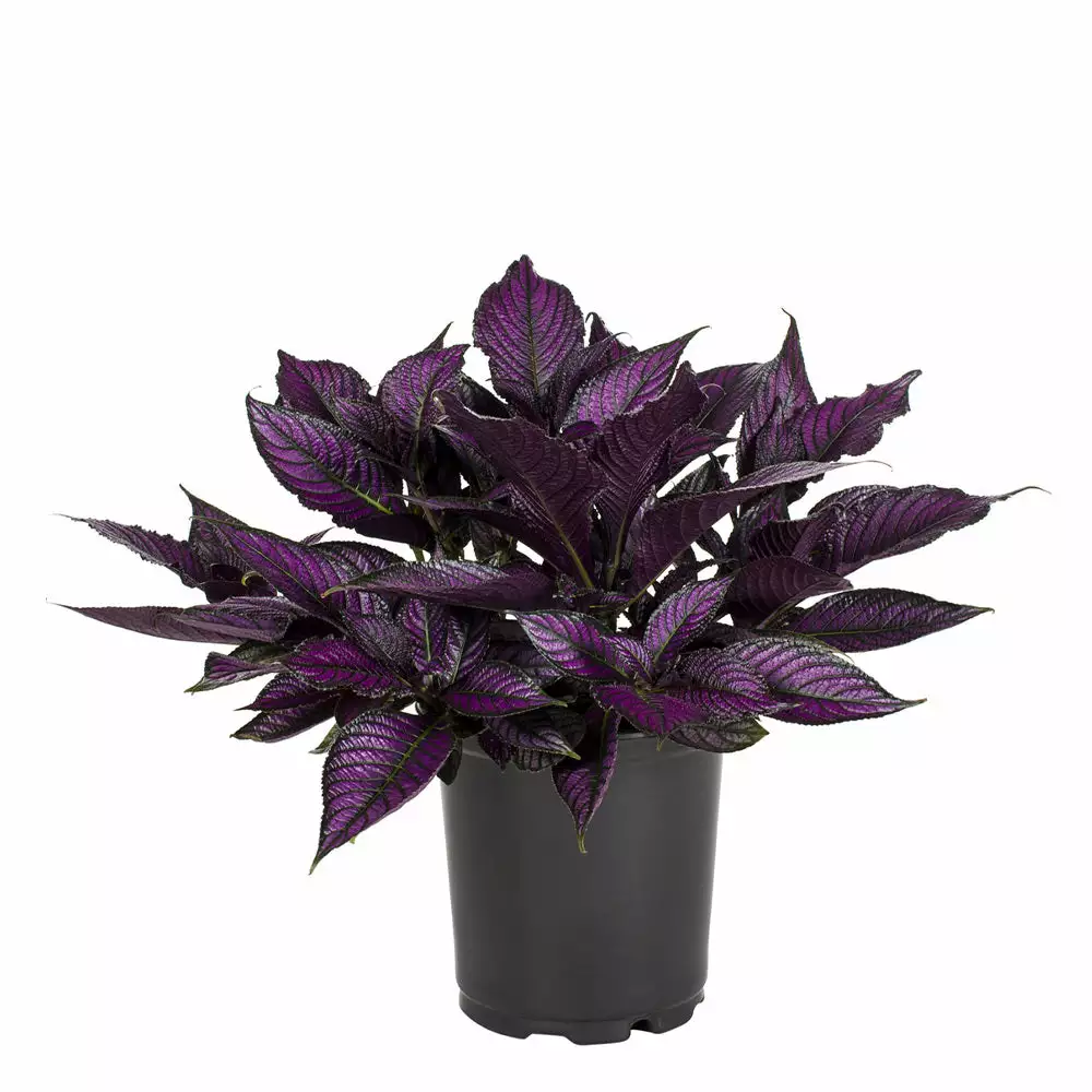 No Warranty Persian Shield 4 No Warranty Persian Shield