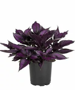 No Warranty Persian Shield