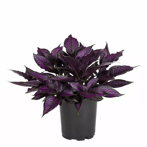 No Warranty Persian Shield 3 No Warranty Persian Shield