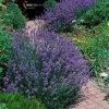 Fast Growing Trees Phenomenal™ Lavender Plant See All Shrubs & Hedges 1 Fast Growing Trees Phenomenal™ Lavender Plant See All Shrubs & Hedges