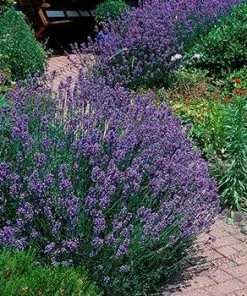 Fast Growing Trees Phenomenal™ Lavender Plant See All Shrubs & Hedges