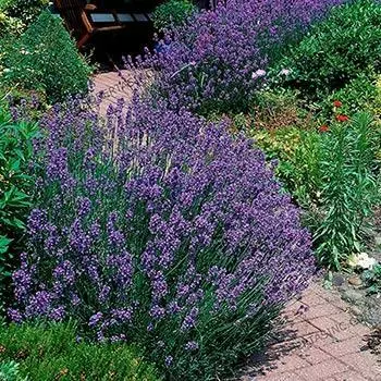 Fast Growing Trees Phenomenal™ Lavender Plant See All Shrubs & Hedges 3 Fast Growing Trees Phenomenal™ Lavender Plant See All Shrubs & Hedges