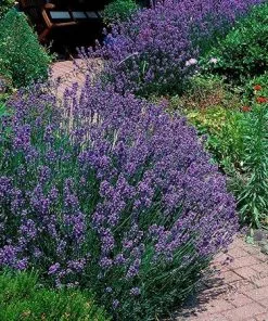 Fast Growing Trees Phenomenal™ Lavender Plant See All Shrubs & Hedges