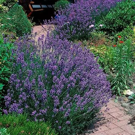 Fast Growing Trees Phenomenal™ Lavender Plant See All Shrubs & Hedges 4 Fast Growing Trees Phenomenal™ Lavender Plant See All Shrubs & Hedges