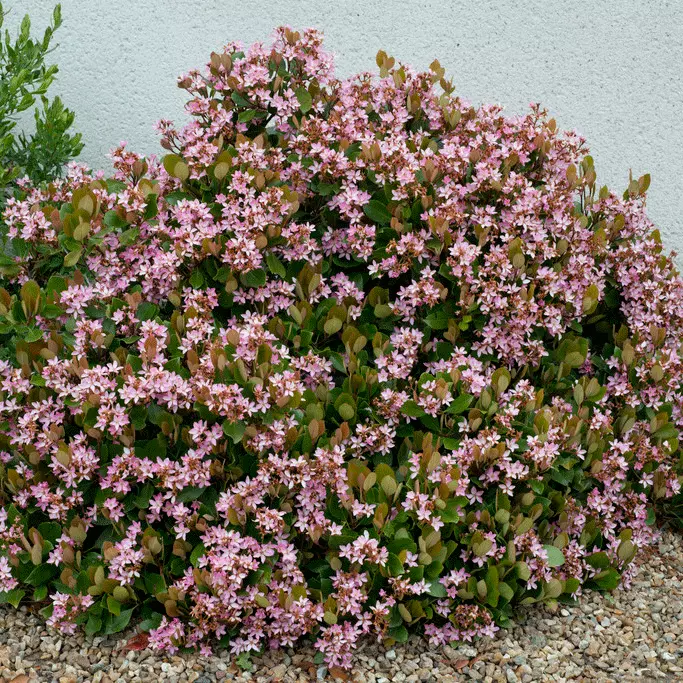Fast Growing Trees Pinkie Indian Hawthorn Shrub 5 Fast Growing Trees Pinkie Indian Hawthorn Shrub