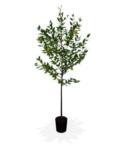 Fast Growing Trees Our Newest Arrivals Meyer Lemon Tree 13 Fast Growing Trees Our Newest Arrivals Meyer Lemon Tree