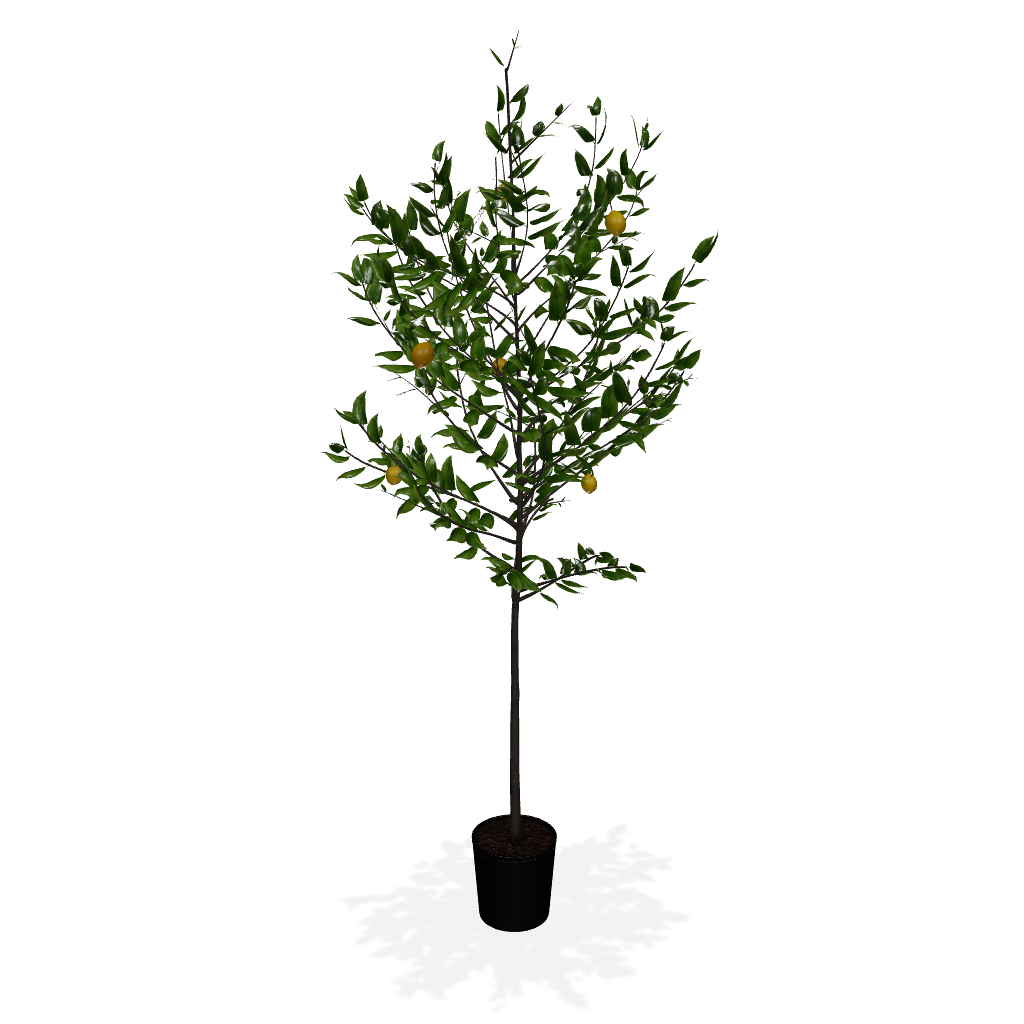 Fast Growing Trees Our Newest Arrivals Meyer Lemon Tree 8 Fast Growing Trees Our Newest Arrivals Meyer Lemon Tree