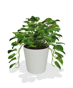 Fast Growing Trees Air Purifying House Plants Golden Pothos 11 Fast Growing Trees Air Purifying House Plants Golden Pothos