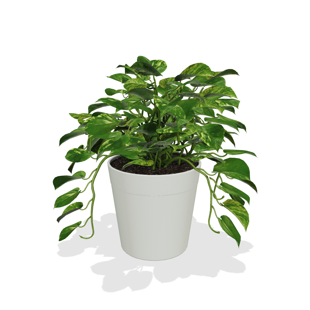 Fast Growing Trees Air Purifying House Plants Golden Pothos 5 Fast Growing Trees Air Purifying House Plants Golden Pothos