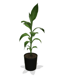 Fast Growing Trees Banana Trees Cold Hardy Banana Tree