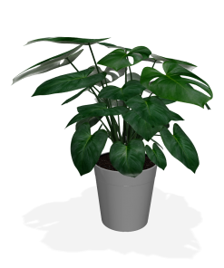 Fast Growing Trees Floor Plants Monstera Deliciosa (Swiss Cheese Plant) 18 Fast Growing Trees Floor Plants Monstera Deliciosa (Swiss Cheese Plant)