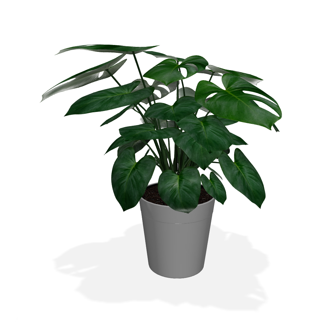 Fast Growing Trees Floor Plants Monstera Deliciosa (Swiss Cheese Plant) 5 Fast Growing Trees Floor Plants Monstera Deliciosa (Swiss Cheese Plant)