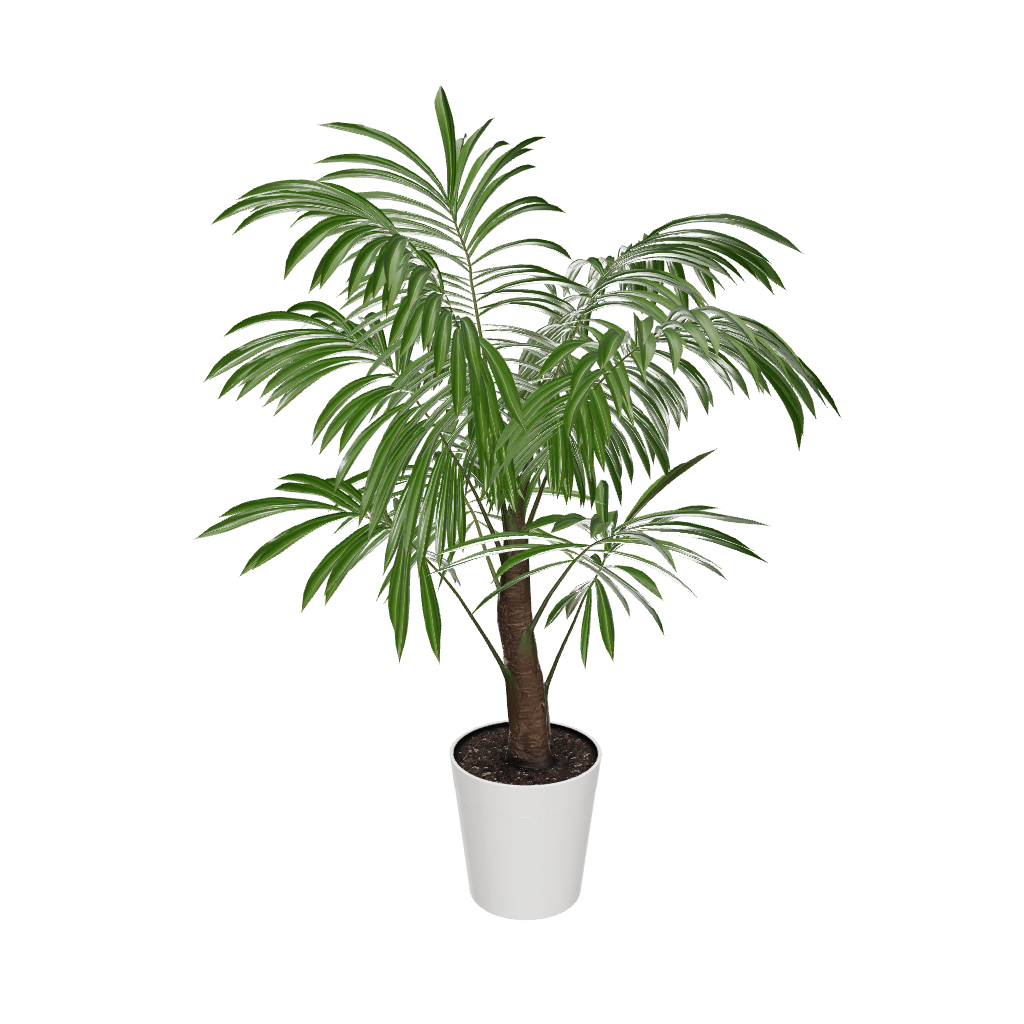 Fast Growing Trees Majesty Palm Tree 5 Fast Growing Trees Majesty Palm Tree