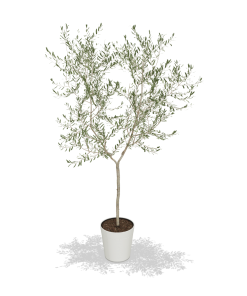 Fast Growing Trees Arbequina Olive Tree 10 Fast Growing Trees Arbequina Olive Tree