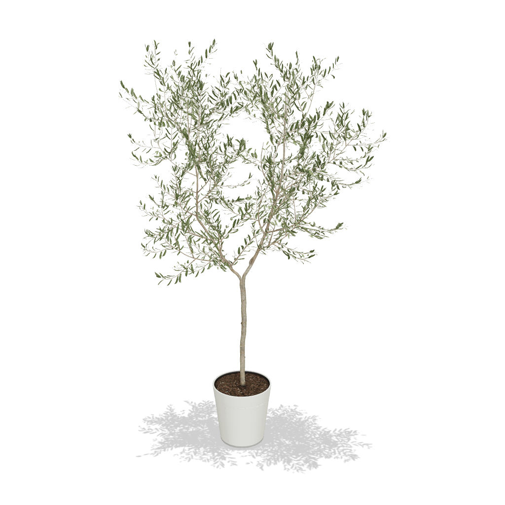 Fast Growing Trees Arbequina Olive Tree 5 Fast Growing Trees Arbequina Olive Tree