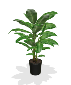 Fast Growing Trees Dwarf Cavendish Banana Tree 12 Fast Growing Trees Dwarf Cavendish Banana Tree