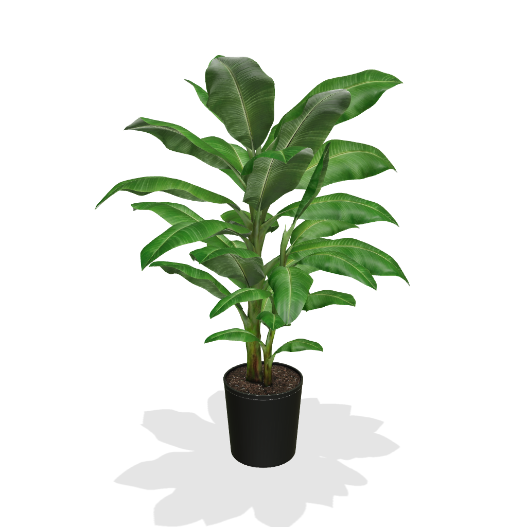 Fast Growing Trees Dwarf Cavendish Banana Tree 5 Fast Growing Trees Dwarf Cavendish Banana Tree