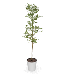 Fast Growing Trees Avocado Trees Cold Hardy Avocado Tree 12 Fast Growing Trees Avocado Trees Cold Hardy Avocado Tree