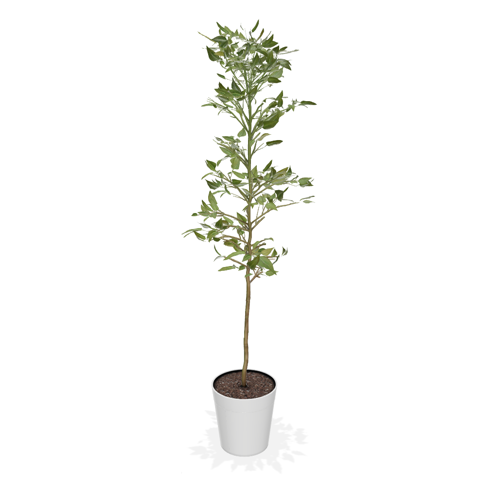 Fast Growing Trees Avocado Trees Cold Hardy Avocado Tree 5 Fast Growing Trees Avocado Trees Cold Hardy Avocado Tree