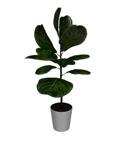 Fast Growing Trees Fiddle-Leaf Fig Tree 23 Fast Growing Trees Fiddle-Leaf Fig Tree