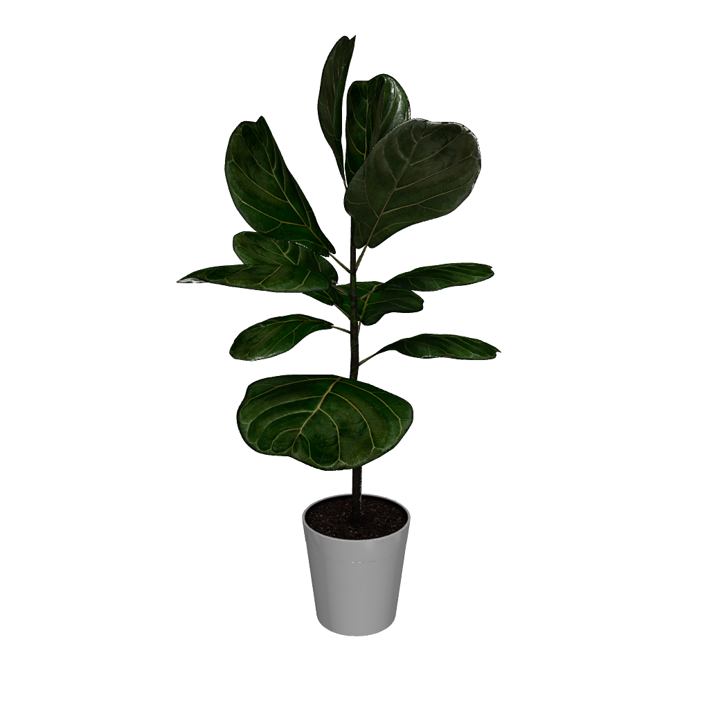 Fast Growing Trees Fiddle-Leaf Fig Tree 7 Fast Growing Trees Fiddle-Leaf Fig Tree