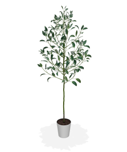 Fast Growing Trees Hass Avocado Tree 12 Fast Growing Trees Hass Avocado Tree