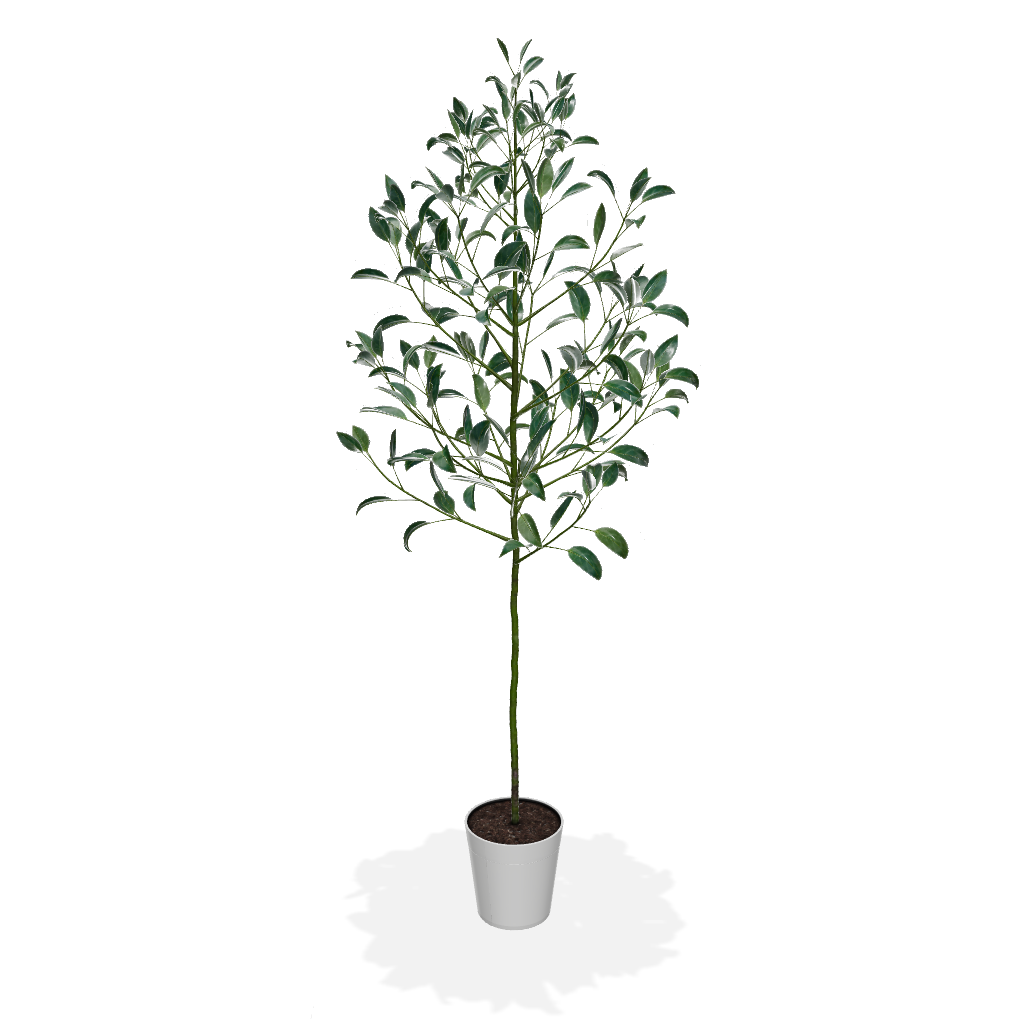 Fast Growing Trees Hass Avocado Tree 5 Fast Growing Trees Hass Avocado Tree